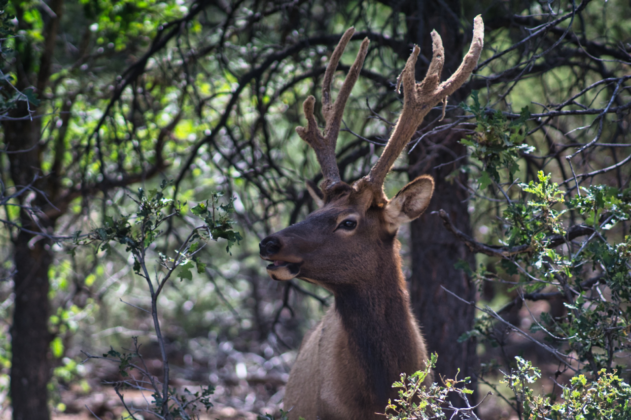 Deer Gran Canyon