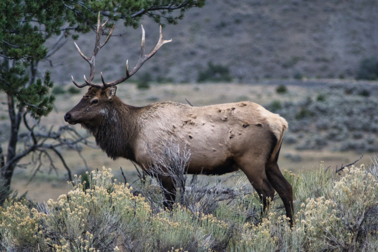 Deer Yellowstone